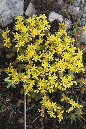 Sedum acre \ Scharfer Mauerpfeffer, Kroatien Istrien, Bale 29.5.2006