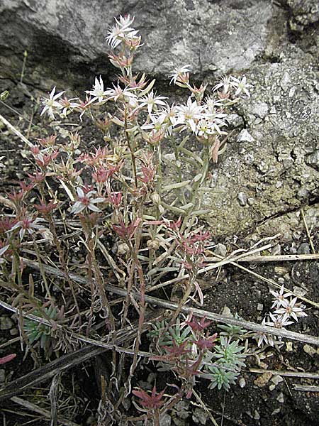 Sedum cepaea \ Rispen-Mauerpfeffer, Kroatien Slunj 4.6.2006