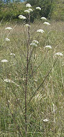 Seseli libanotis \ Heilwurz, Kroatien Istrien, Pican 15.7.2007