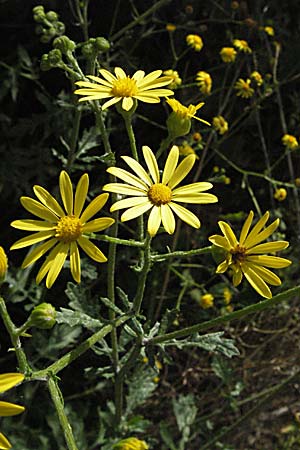 Senecio jacobaea \ Jakobs-Greiskraut, Jakobs-Kreuzkraut, Kroatien Slunj 18.7.2007