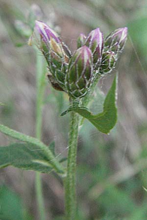 Serratula tinctoria \ Frber-Scharte, Kroatien Plitvička 19.7.2007