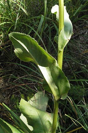 Senecio umbrosus \ Schatten-Greiskraut, Kroatien Plitvička 19.7.2007