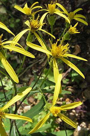 Senecio ovatus \ Fuchssches Greiskraut, Fuchs-Kreuzkraut / Woundwort, Wood Ragwort, Kroatien/Croatia Učka 14.7.2007