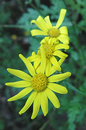 Senecio jacobaea / Common Ragwort, Croatia Učka 14.7.2007