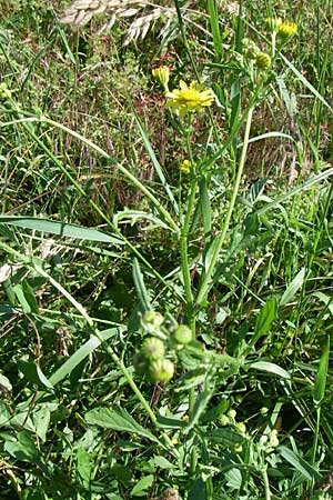 Senecio aquaticus \ Wasser-Greiskraut, Kroatien Donji Budački 31.5.2008