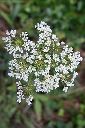 Oenanthe lachenalii \ Wiesen-Wasserfenchel, Lachenals Wasserfenchel / Parsley Water Dropwort, Kroatien/Croatia Istrien/Istria, Premantura 5.6.2008