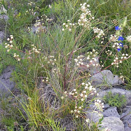 Seseli kochii \ Kochs Bergfenchel, Gouans Bergfenchel / Koch's Seseli, Gouan's Seseli, Kroatien/Croatia Velebit Oltare 29.6.2010