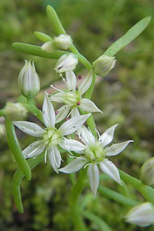 Sedum cepaea \ Rispen-Mauerpfeffer, Kroatien Plitvička 30.6.2010