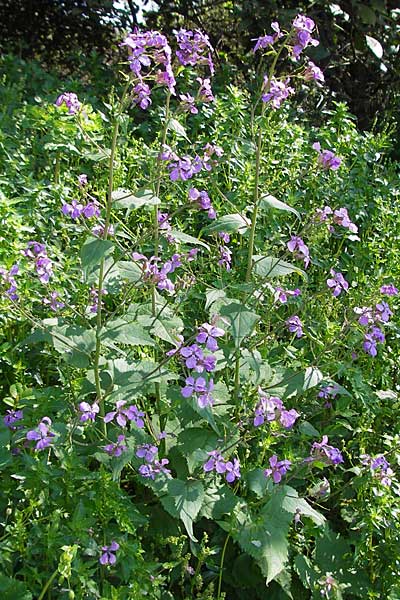 Lunaria rediviva \ Wildes Silberblatt, Wilde Mondviole / Perennial Honesty, Kroatien/Croatia Gruda 3.4.2006