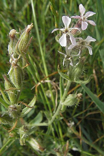 Silene gallica \ Franzsisches Leimkraut / Windmill Pink, Small-flowered Catchfly, Kroatien/Croatia Istrien/Istria, Premantura 30.5.2006