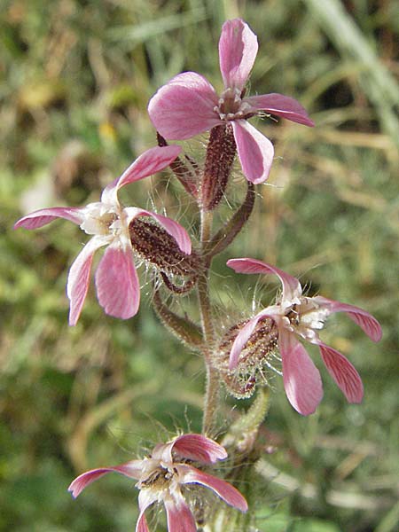 Silene gallica \ Franzsisches Leimkraut / Windmill Pink, Small-flowered Catchfly, Kroatien/Croatia Istrien/Istria, Premantura 30.5.2006