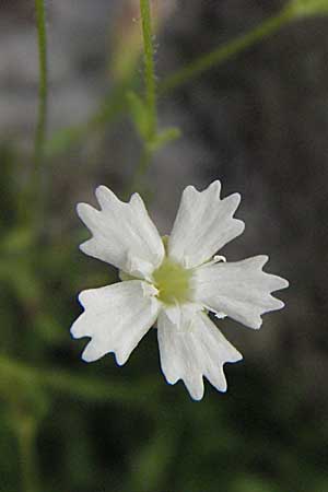 Silene quadrifida \ Alpen-Strahlensame / Alpine Catchfly, Kroatien/Croatia Velebit Zavizan 17.7.2007