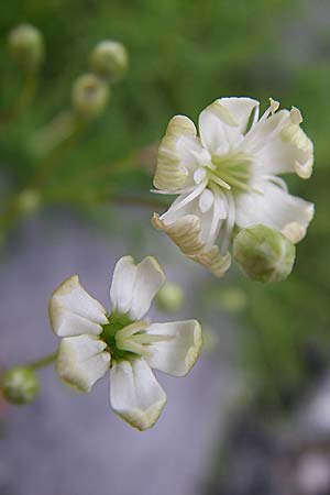 Silene saxifraga \ Steinbrech-Leimkraut, Karst-Leimkraut / Tufted Catchfly, Kroatien/Croatia Karlobag 3.6.2008