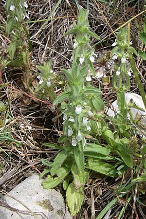 Sideritis romana \ Rmisches Gliedkraut, Kroatien Istrien, Premantura 5.6.2008