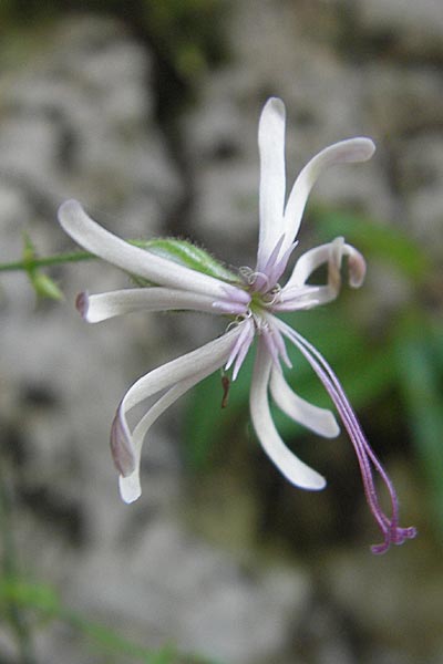 Silene nutans \ Nickendes Leimkraut, Kroatien Učka 29.6.2010