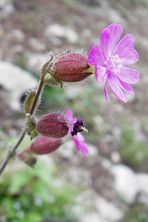 Silene dioica / Red Campion, Croatia Velebit 29.6.2010