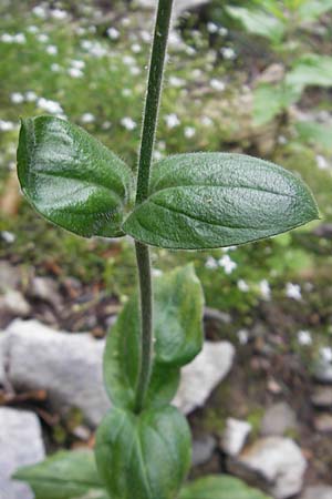 Silene dioica \ Rote Lichtnelke, Kroatien Velebit 29.6.2010