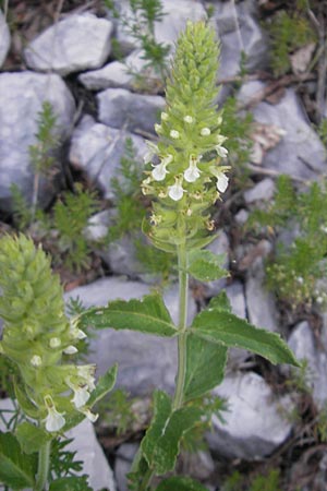 Teucrium arduini \ Feuer-Gamander / Arduino's Germander, Kroatien/Croatia Učka 17.7.2010