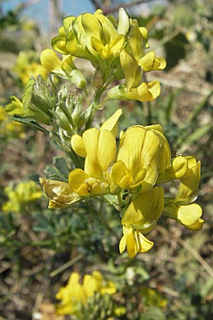 Medicago falcata \ Sichel-Klee / Sickle Medick, Kroatien/Croatia Istrien/Istria, Gračišće 15.7.2007