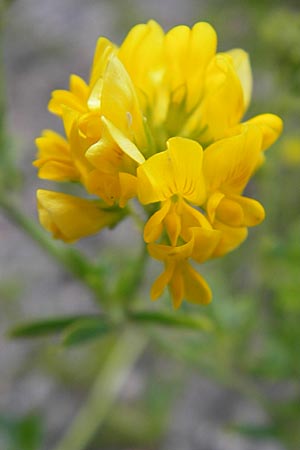 Medicago falcata \ Sichel-Klee / Sickle Medick, Kroatien/Croatia Velebit 29.6.2010