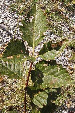 Sorbus aria subsp. lanifera ? \ Wolltragende Mehlbeere / Wool-Bearing Whitebeam, Kroatien/Croatia Velebit 18.8.2016