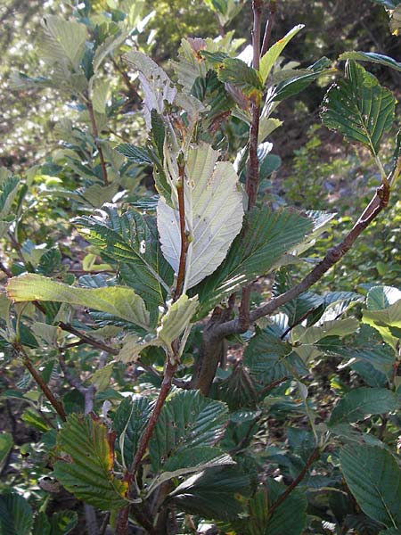 Sorbus aria subsp. lanifera \ Wolltragende Mehlbeere / Wool-Bearing Whitebeam, Kroatien/Croatia Velebit 18.8.2016