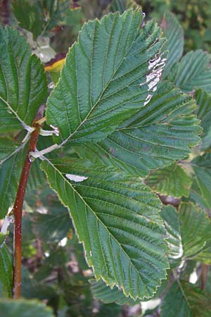 Sorbus aria subsp. lanifera \ Wolltragende Mehlbeere / Wool-Bearing Whitebeam, Kroatien/Croatia Velebit 18.8.2016