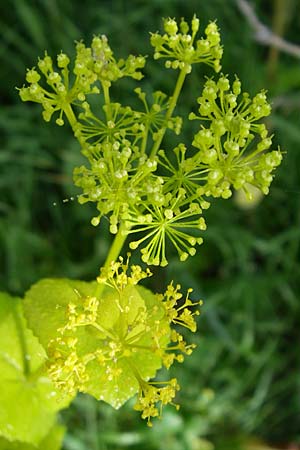 Smyrnium perfoliatum \ Durchwachsene Gelbdolde / Perfoliate Alexanders, Kroatien/Croatia Plitvička 2.6.2008