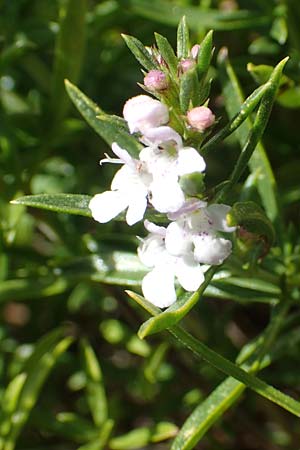 Satureja montana \ Winter-Bohnenkraut, Karst-Bergminze / Winter Savory, Kroatien/Croatia Učka 12.8.2016