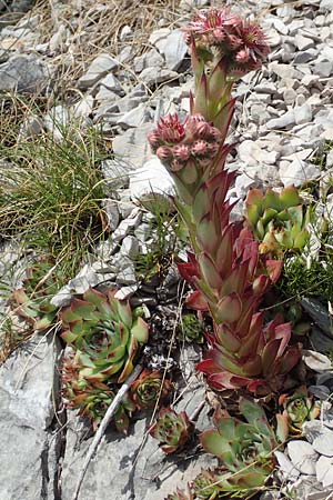 Sempervivum tectorum \ Dach-Hauswurz / Common House-Leek, Kroatien/Croatia Učka 12.8.2016