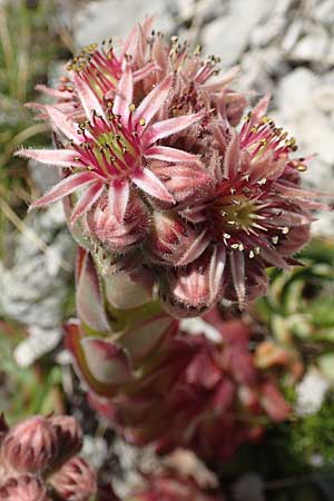 Sempervivum tectorum \ Dach-Hauswurz / Common House-Leek, Kroatien/Croatia Učka 12.8.2016