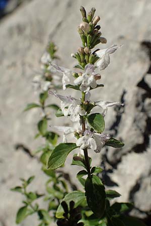 Clinopodium calamintha \ Kleinbltige Bergminze / Lesser Calamint, Kroatien/Croatia Risnjak 14.8.2016