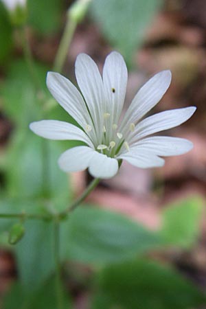 Stellaria nemorum \ Hain-Sternmiere, Kroatien Plitvička 1.6.2008