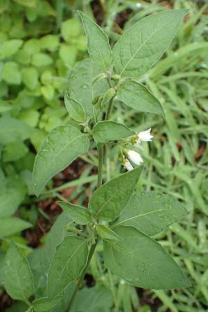 Solanum chenopodioides ? \ Gnsefublttriger Nachtschatten, Zierlicher Nachtschatten / Whitetip Nightshade, Goosefoot Nightshade, Kroatien/Croatia Istrien/Istria, Lovran 10.8.2016