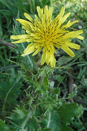 Sonchus asper \ Raue Gnsedistel, Kroatien Istrien, Premantura 31.5.2006