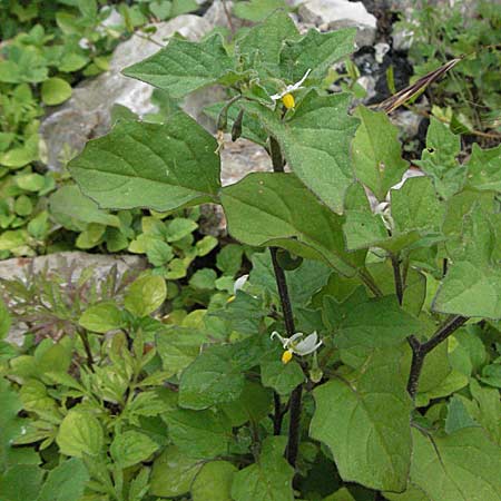 Solanum nigrum \ Schwarzer Nachtschatten, Kroatien Senj 2.6.2006