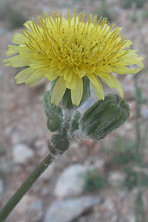 Sonchus oleraceus \ Kohl-Gnsedistel, Kroatien Senj 16.7.2007