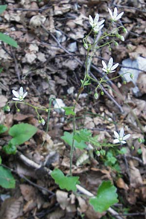 Saxifraga rotundifolia \ Rundblttriger Steinbrech / Round-Leaved Saxifrage, Kroatien/Croatia Učka 28.6.2010