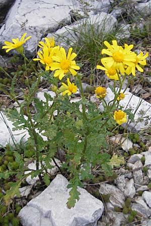 Senecio rupestris / Rock Ragwort, Croatia Učka 28.6.2010