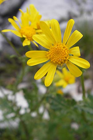 Senecio rupestris \ Felsen-Greiskraut, Kroatien Učka 28.6.2010