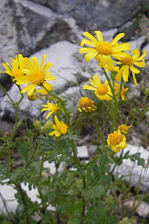 Senecio rupestris \ Felsen-Greiskraut, Kroatien Učka 28.6.2010