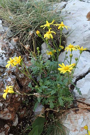 Senecio rupestris \ Felsen-Greiskraut, Kroatien Učka 12.8.2016