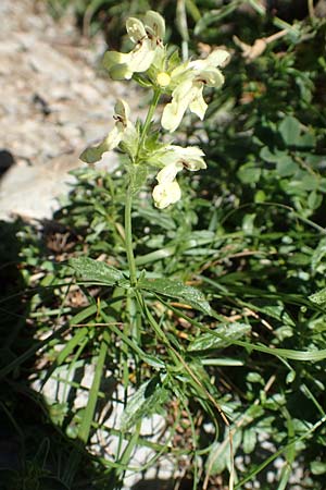 Stachys recta \ Aufrechter Ziest / Yellow Woundwort, Kroatien/Croatia Risnjak 14.8.2016