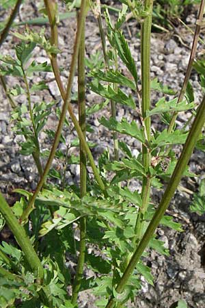 Sanguisorba minor / Salad Burnet, Croatia Udbina 2.6.2008