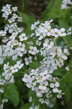 Peltaria alliacea \ Scheibenschtchen, Kroatien Učka 28.6.2010