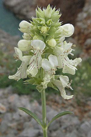 Stachys recta \ Aufrechter Ziest, Kroatien Senj 2.6.2006