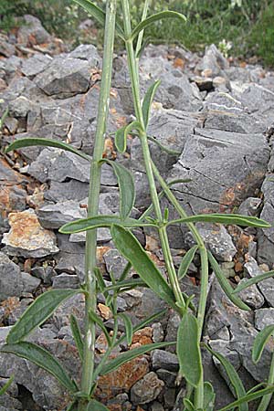 Stachys recta \ Aufrechter Ziest, Kroatien Senj 2.6.2006