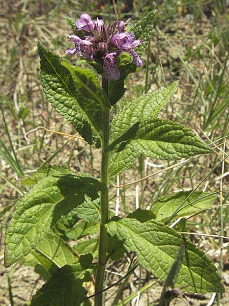 Stachys palustris \ Sumpf-Ziest / Marsh Woundwort, Kroatien/Croatia Istrien/Istria, Gračišće 15.7.2007