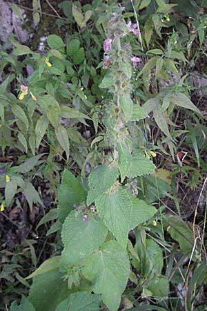 Stachys alpina \ Alpen-Ziest, Kroatien Plitvička 19.7.2007