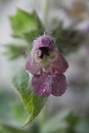 Stachys alpina \ Alpen-Ziest, Kroatien Plitvička 19.7.2007